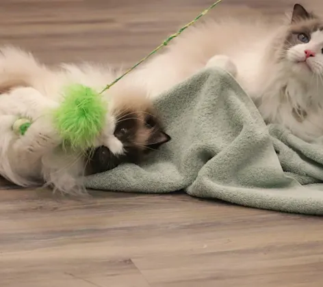 Fluffy cats playing Fluffy cats playing