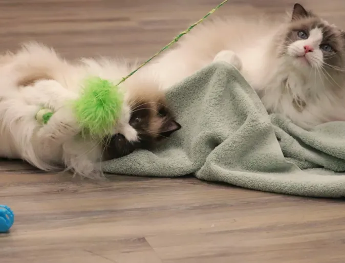 Fluffy cats playing