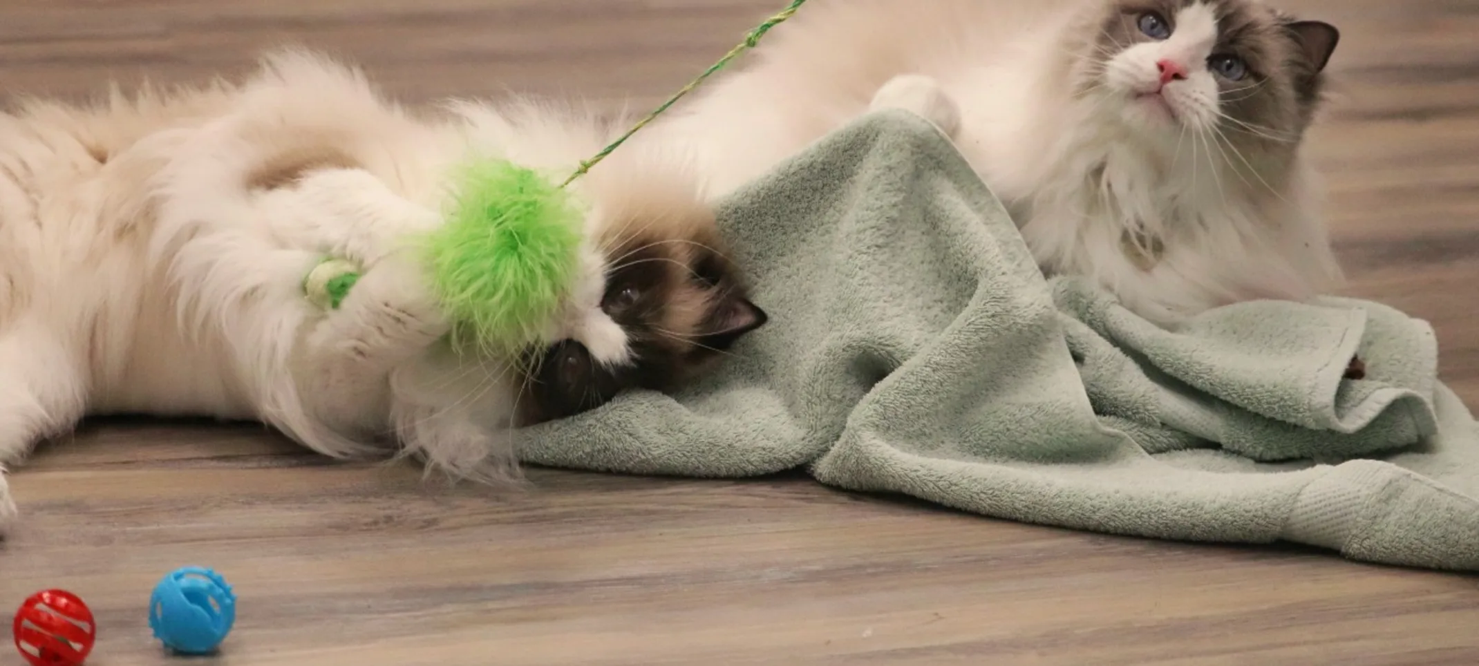 Fluffy cats playing