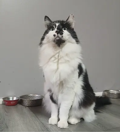 Mr. Pickles Mr. Pickles