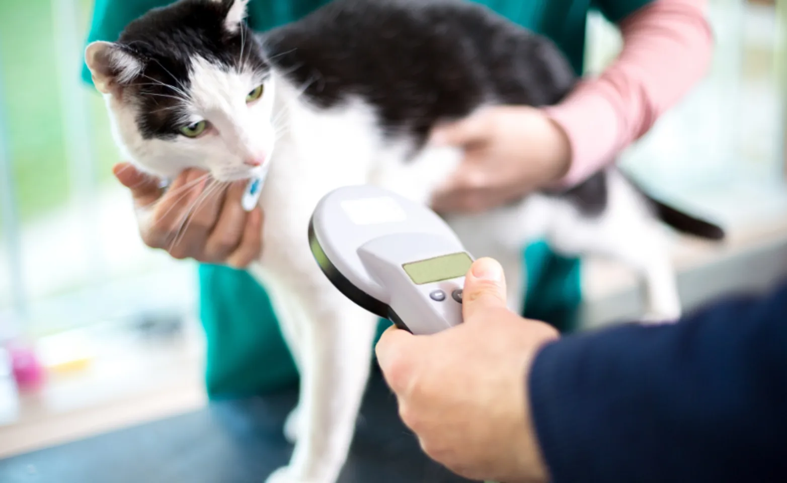 Cat getting microchipped