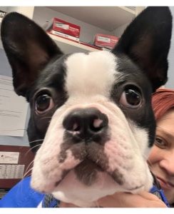 Boston Terrier with staff member
