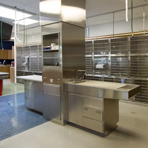 back exam area with wall of kennels back exam area with wall of kennels