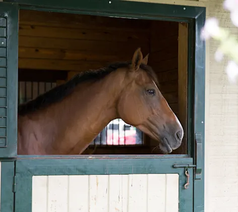 Brown horse standing in stall with it's head out the window Brown horse standing in stall with it's head out the window