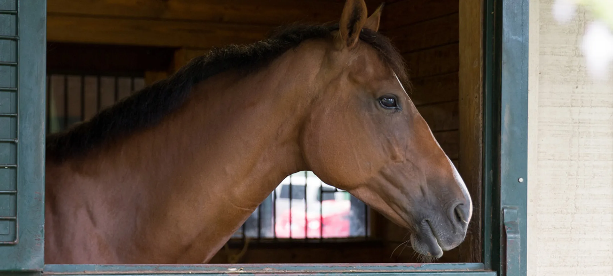 Brown horse standing in stall with it's head out the window Brown horse standing in stall with it's head out the window