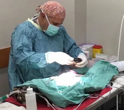 A veterinarian conducting orthopedic surgery