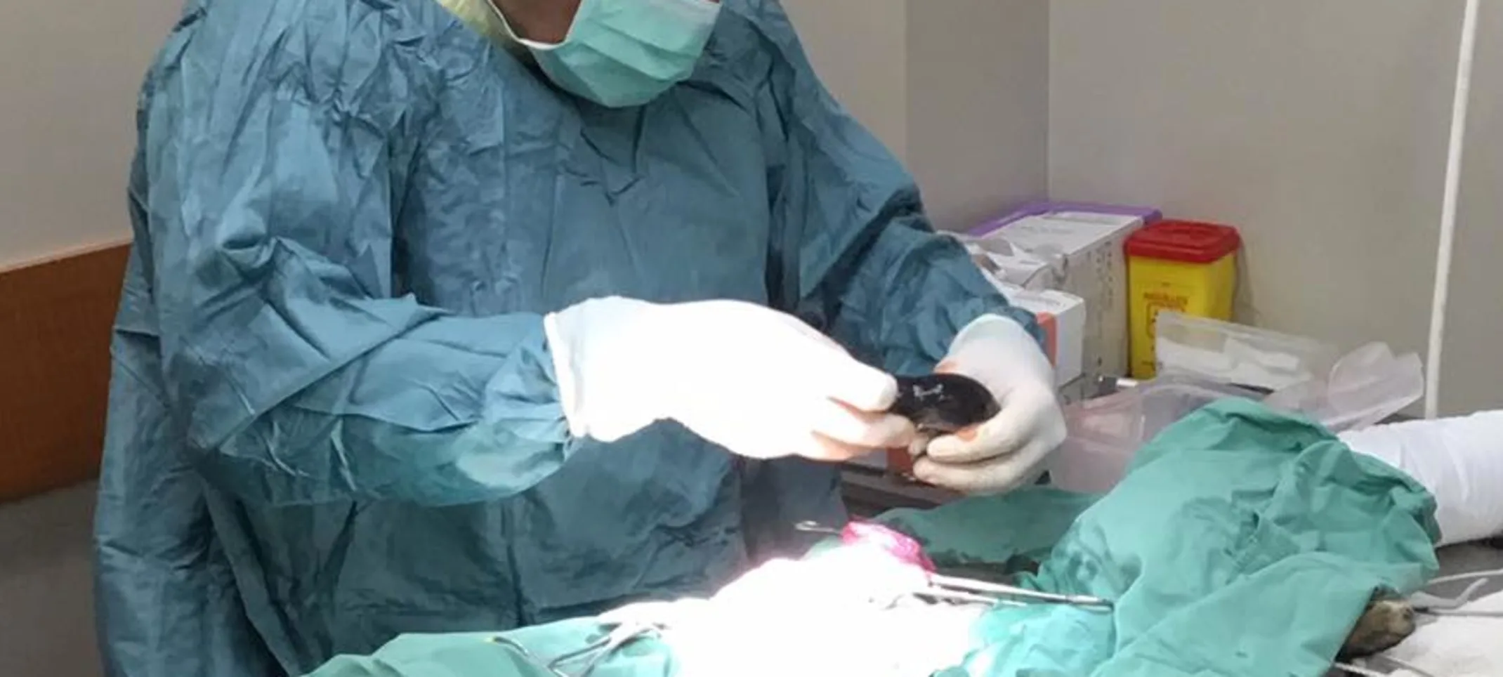 A veterinarian conducting orthopedic surgery