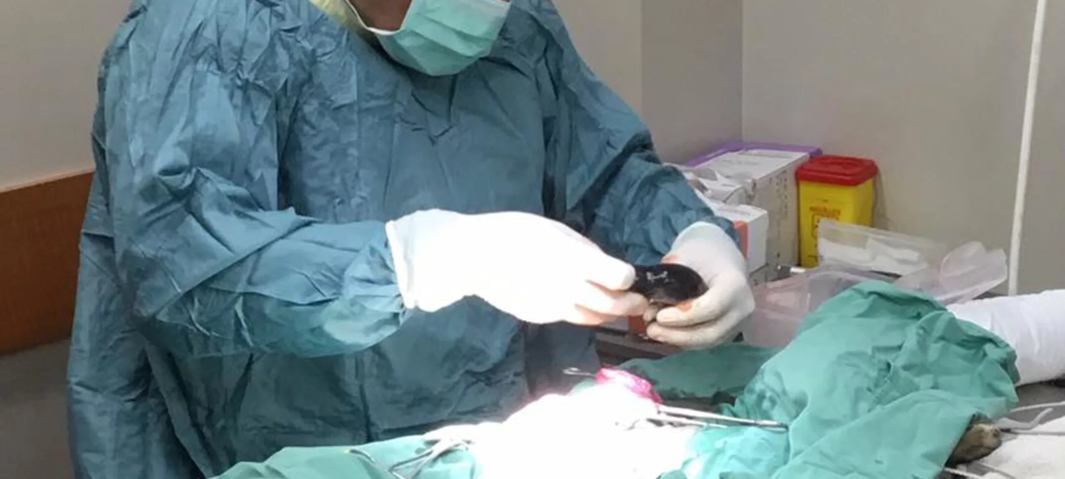 A veterinarian conducting orthopedic surgery A veterinarian conducting orthopedic surgery