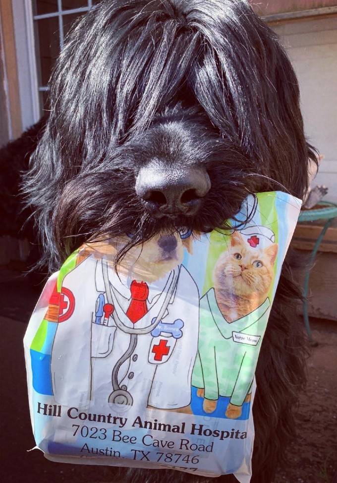 Dog holding Hill Country Animal Hospital bag
