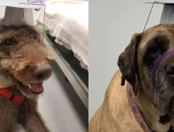 Pictures of Rocco the Labradoodle, and Delsey the Mastiff Pictures of Rocco the Labradoodle, and Delsey the Mastiff