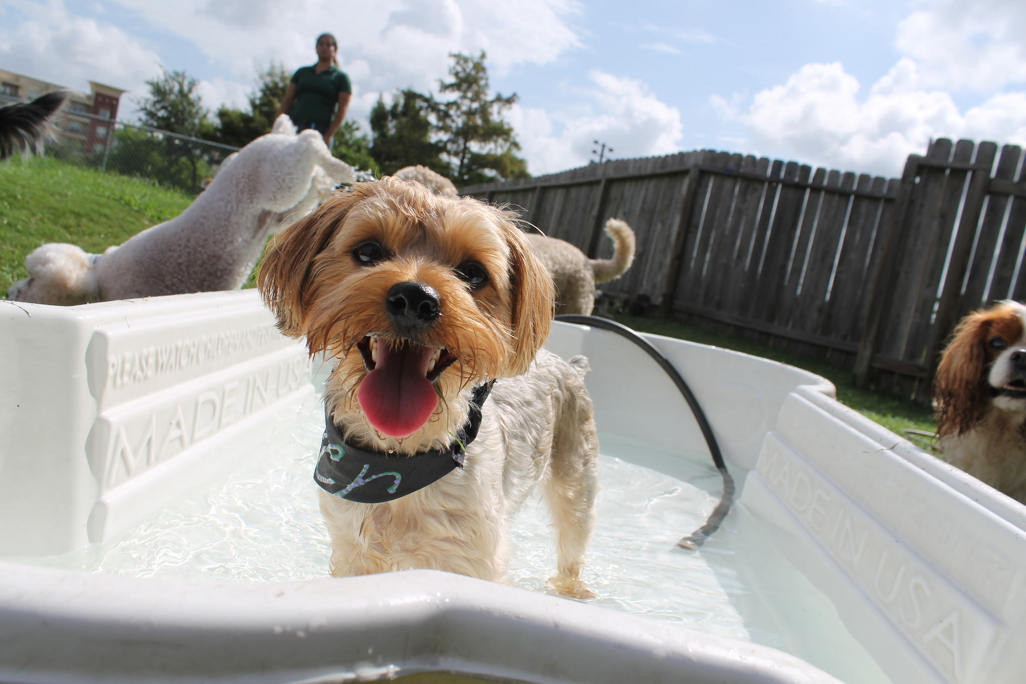 Smiling dog in bone shaped tub of water.
