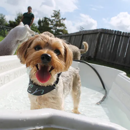 Smiling dog in bone shaped tub of water.