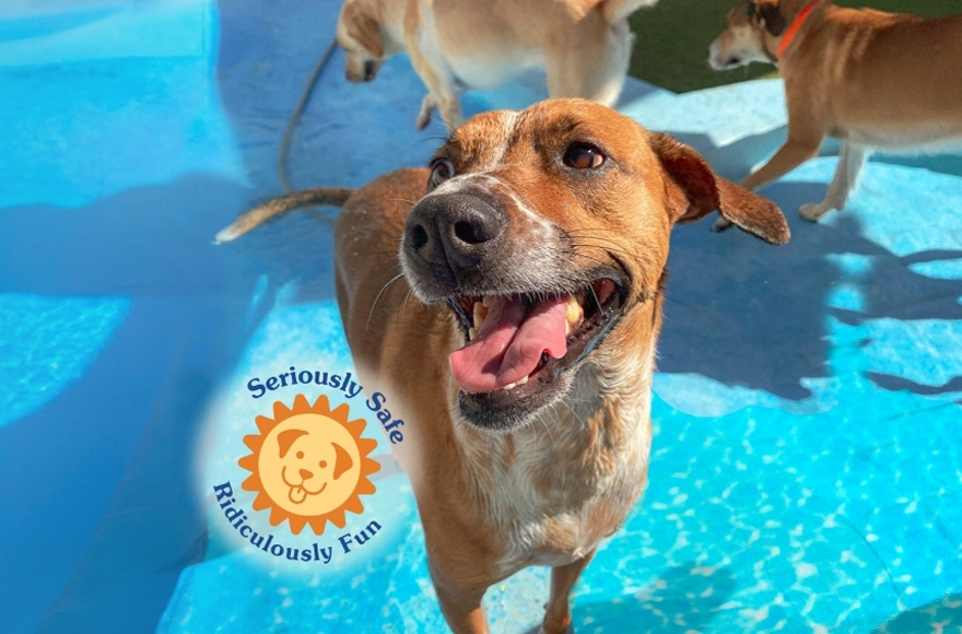 Dog Smiling playing in water