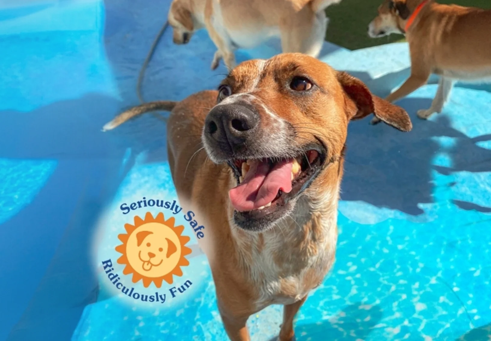 Dog Smiling playing in water Dog Smiling playing in water