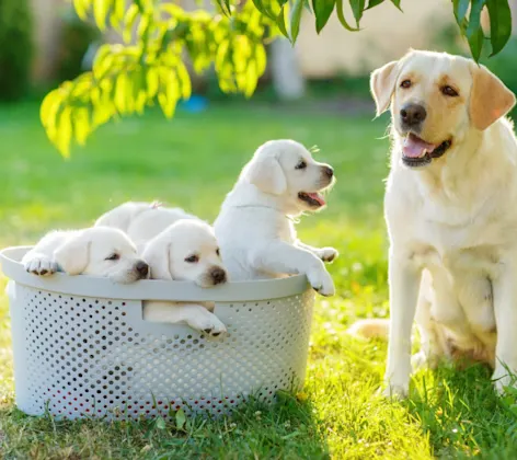 Puppies in a Basket with Dog Outside Puppies in a Basket with Dog Outside