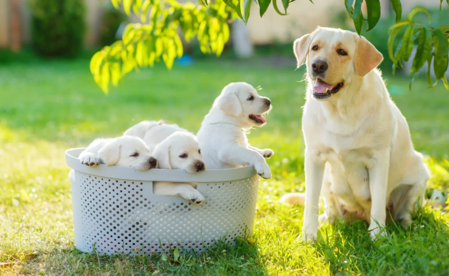 Puppies in a Basket with Dog Outside Puppies in a Basket with Dog Outside