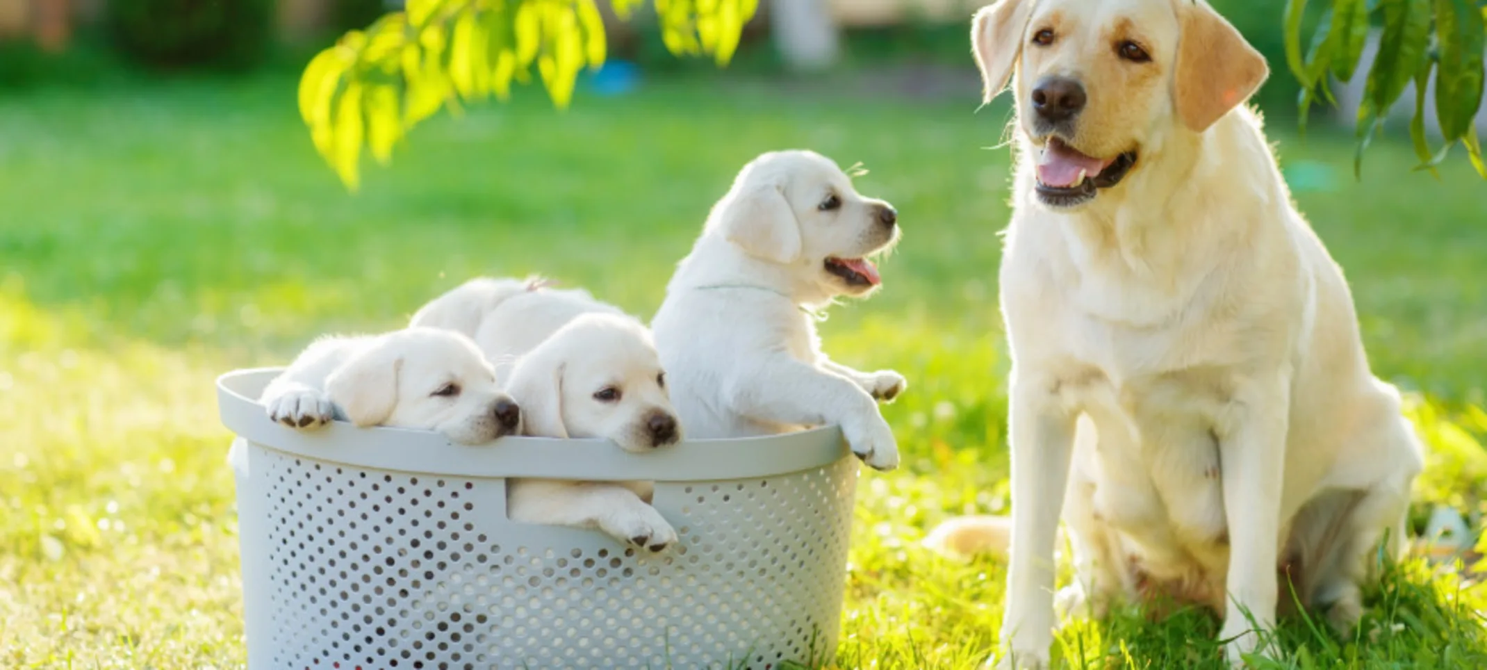 Puppies in a Basket with Dog Outside Puppies in a Basket with Dog Outside