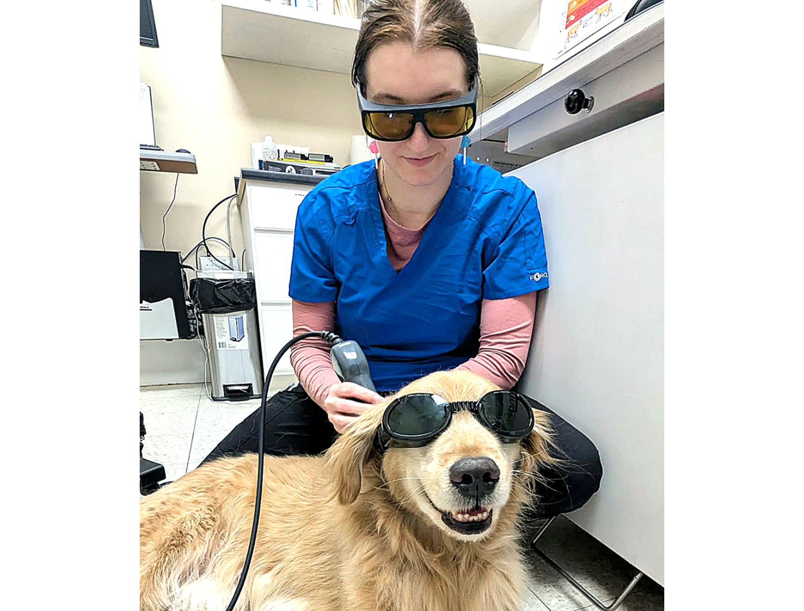 Veterinary staff at Valley Veterinary Hospital conducting laser therapy on a dog