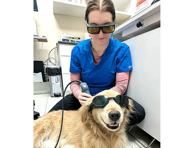 Veterinary staff at Valley Veterinary Hospital conducting laser therapy on a dog Veterinary staff at Valley Veterinary Hospital conducting laser therapy on a dog