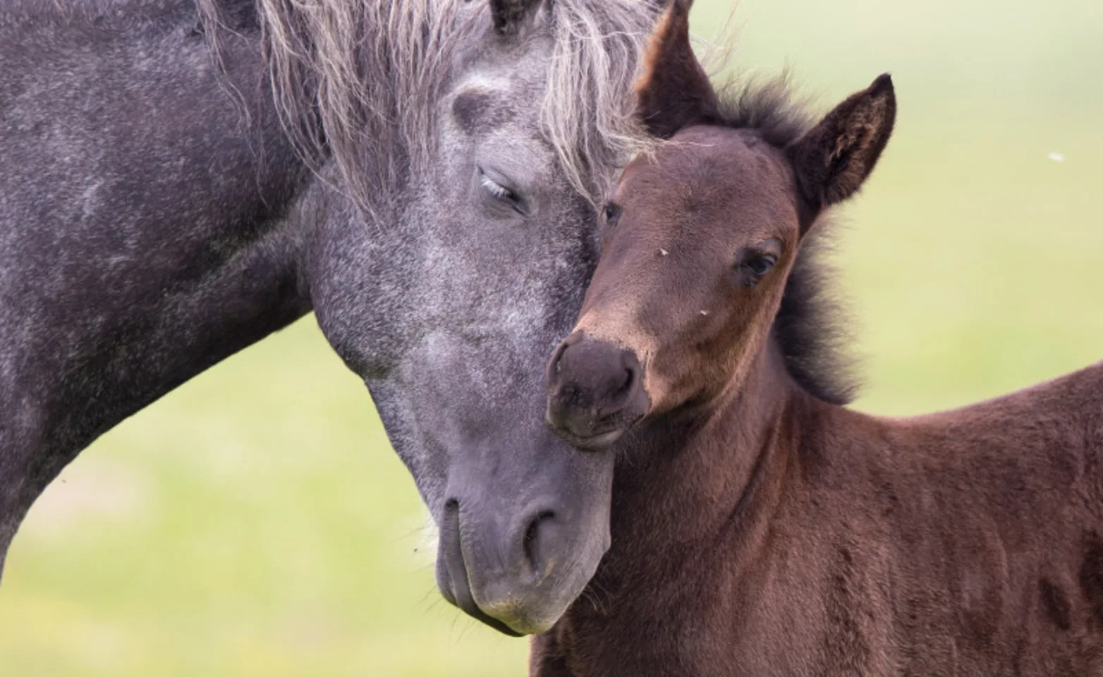 woman leading two brown horses woman leading two brown horses