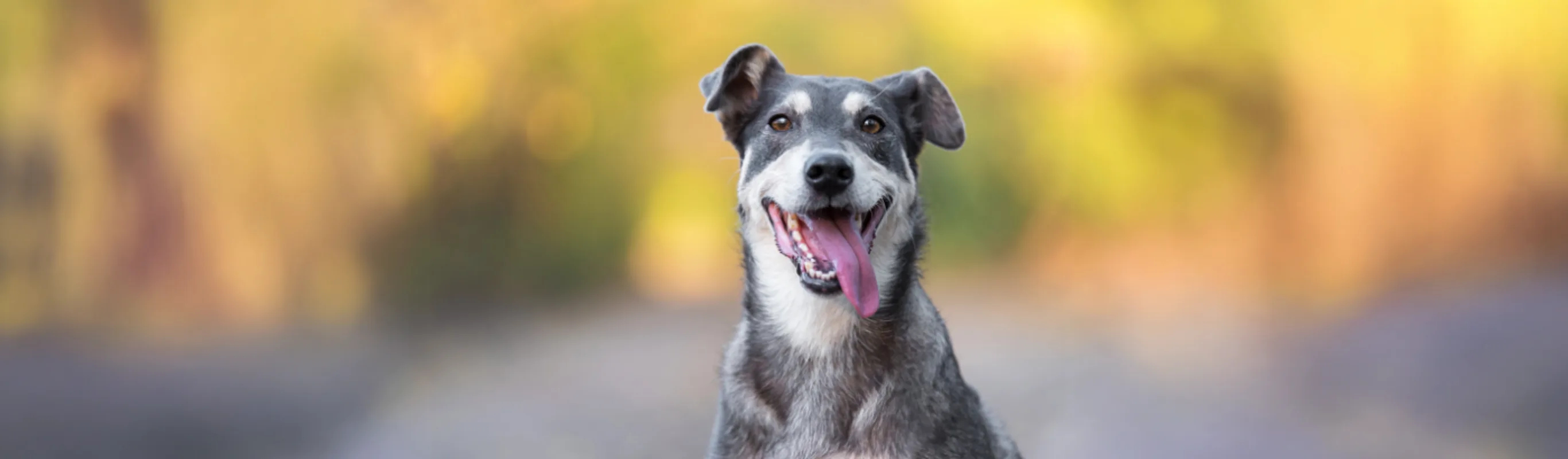 Dog Smiling with Tongue Out Looking at Camera Dog Smiling with Tongue Out Looking at Camera