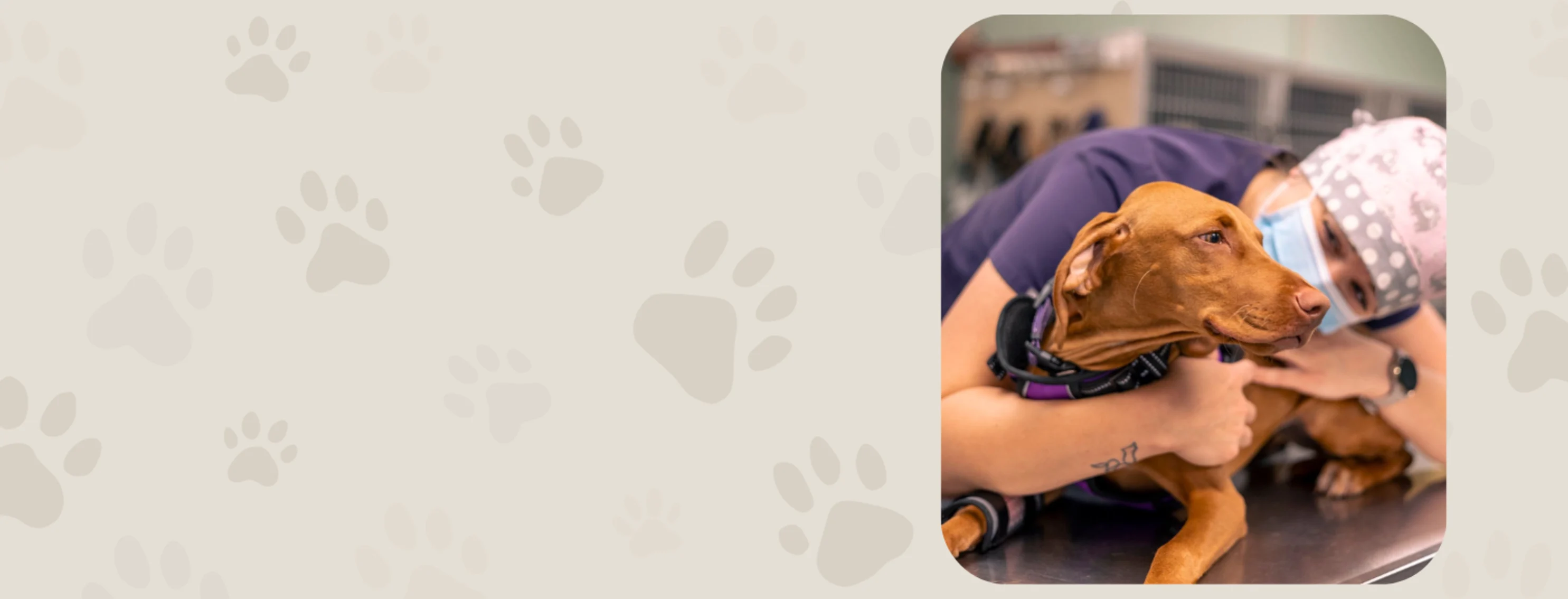 Veterinarian Hugging Brown Dog on Exam Table Veterinarian Hugging Brown Dog on Exam Table