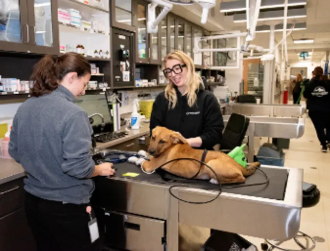 Staff members examining a dog on a table Staff members examining a dog on a table