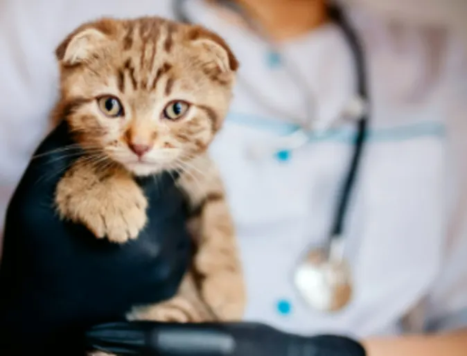 Veterinarian Holding a Brown Cat