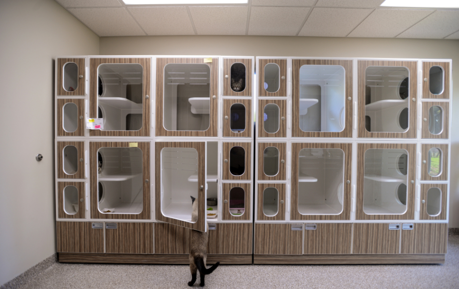 A edited image showing different angles of cat suites
