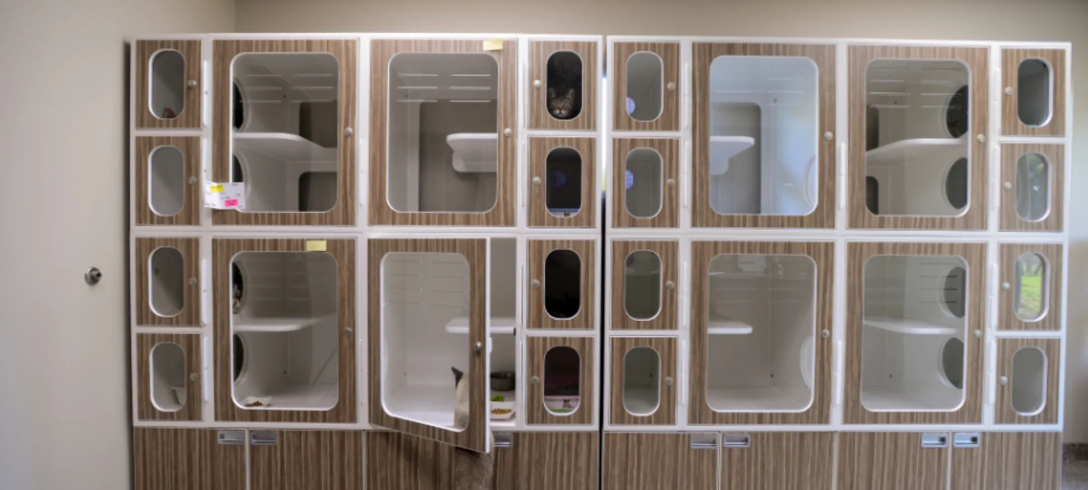 A edited image showing different angles of cat suites A edited image showing different angles of cat suites