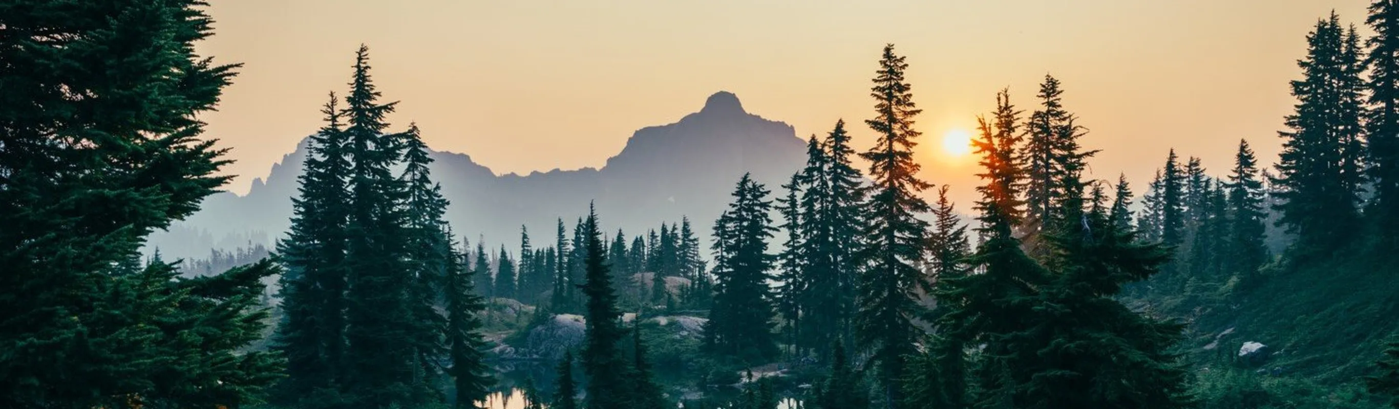 Forest landscape with sunset Forest landscape with sunset