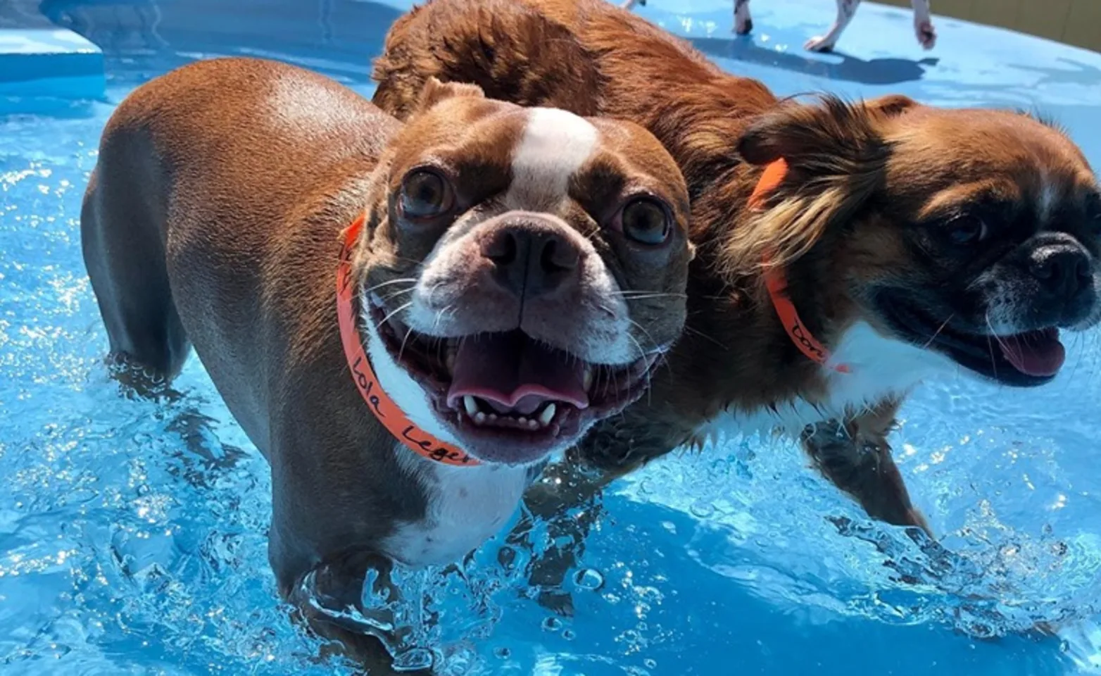 Dogs in pool