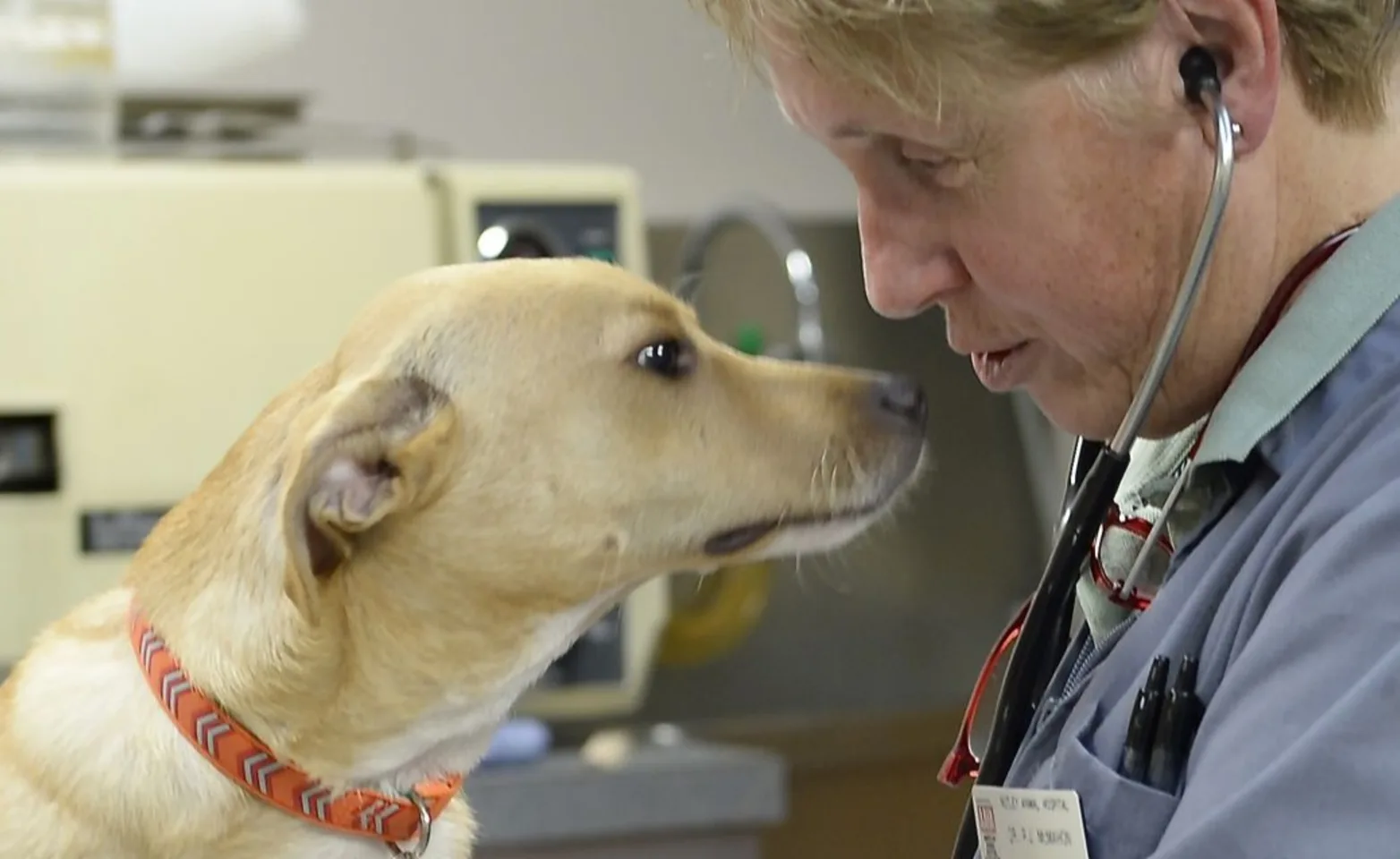 Dog with the vet at Nutley Animal Hospital