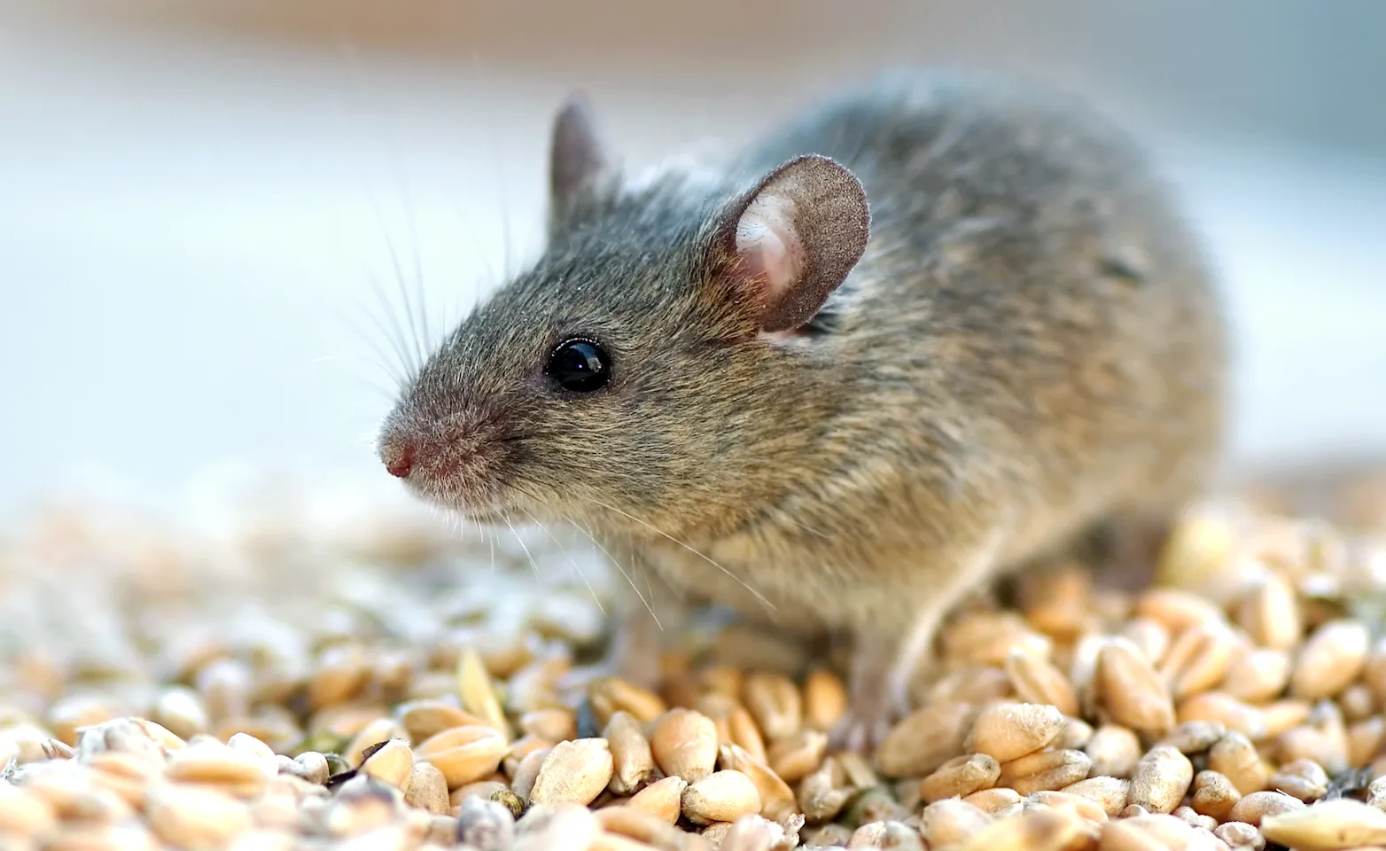 Mouse standing on seeds Mouse standing on seeds