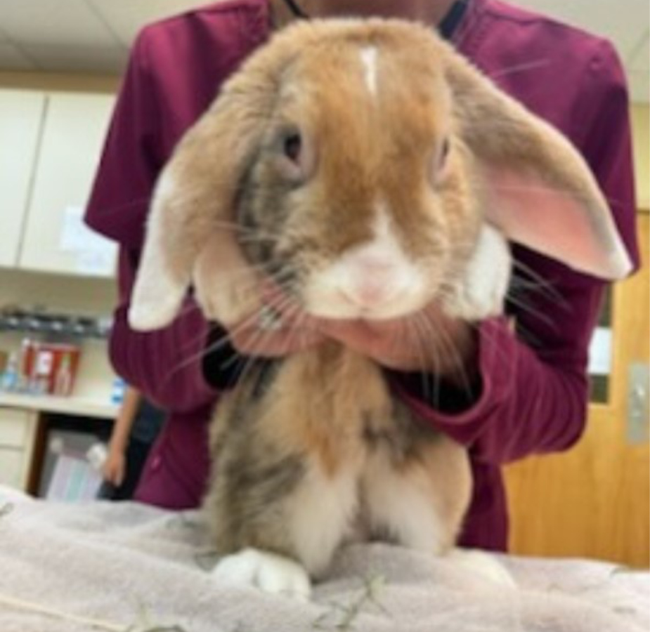 Close up of orange and white bunny