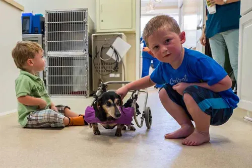 Two boys with a dashchund in an assistance device