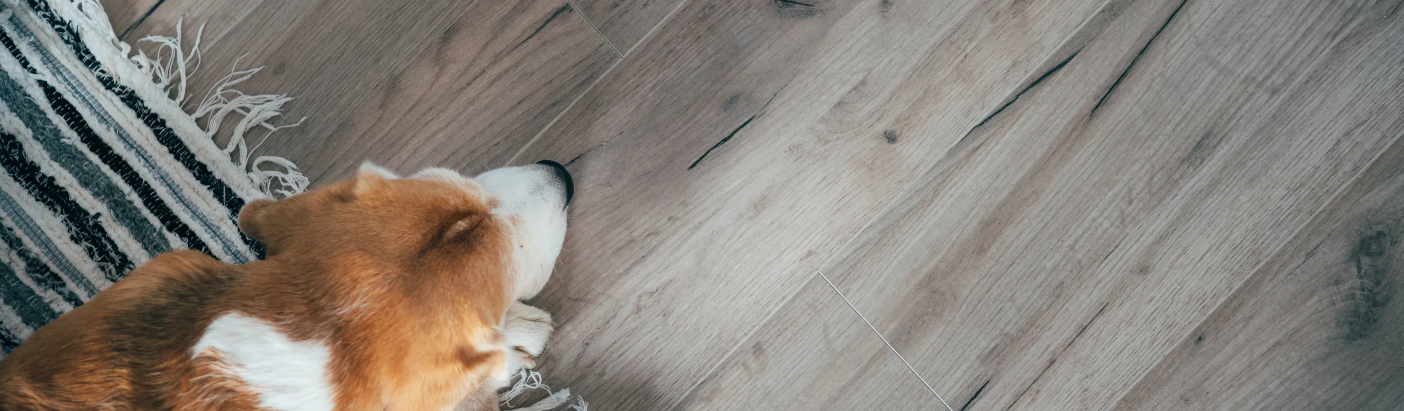 HOME - DOG - FLOOR - RUG HOME - DOG - FLOOR - RUG