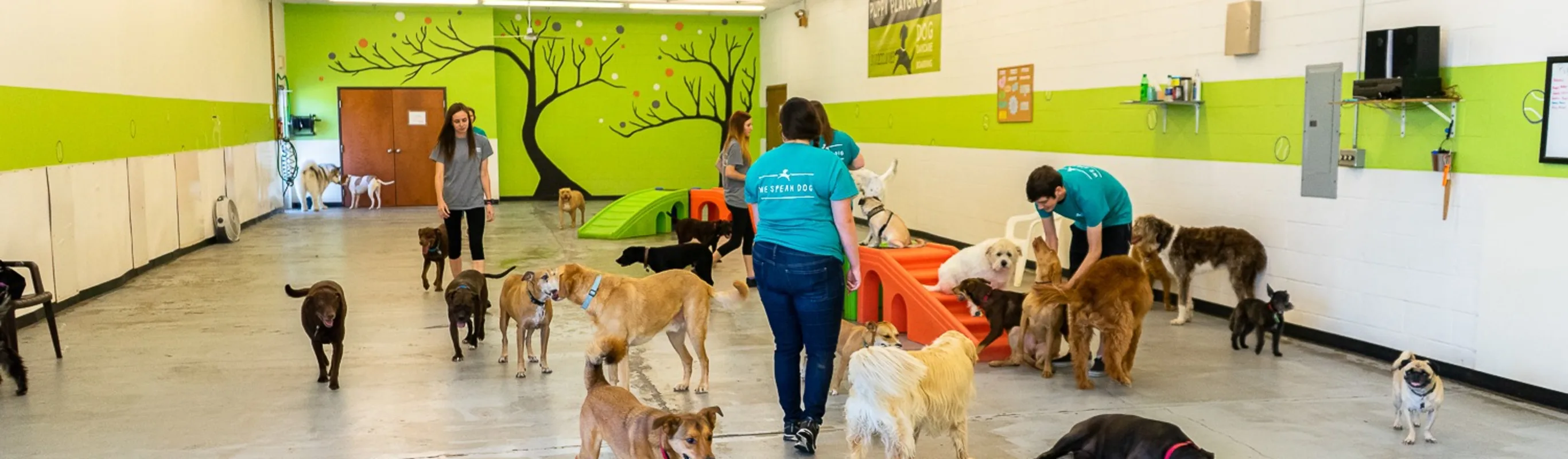 Puppy Playground interior Puppy Playground interior