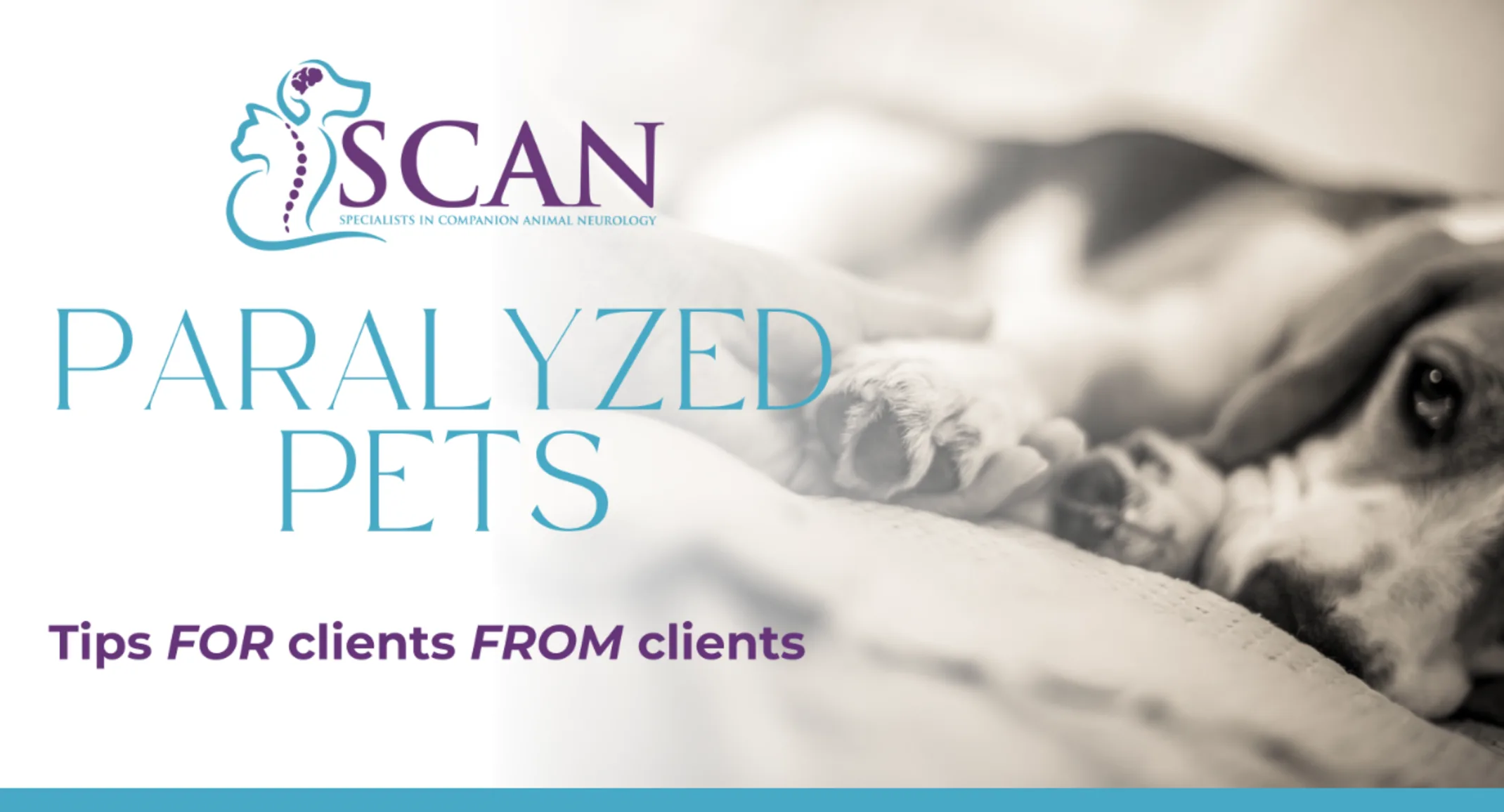 What To Do When Your Pet Becomes Paralyzed What To Do When Your Pet Becomes Paralyzed