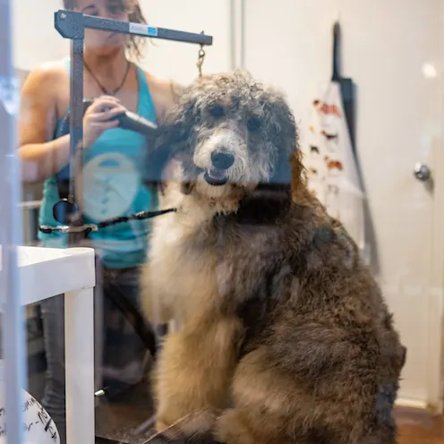 Dog being groomed at Bowhaus Dog being groomed at Bowhaus