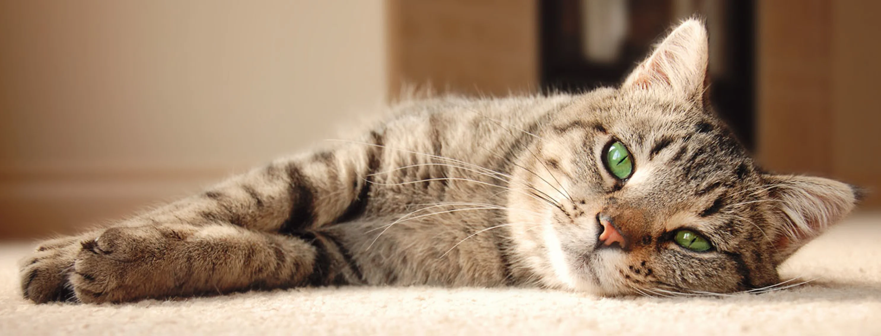 Tabby cat laying down