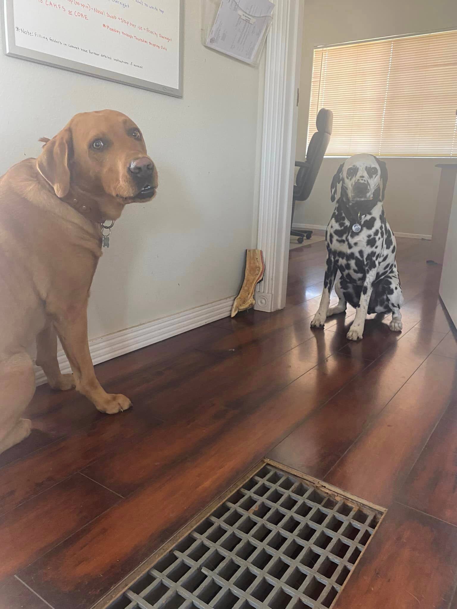 A Brown Dog & A Dalmatian Dog
