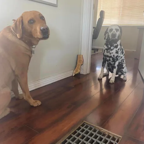 A Brown Dog & A Dalmatian Dog
