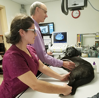 Black dog on examination table.