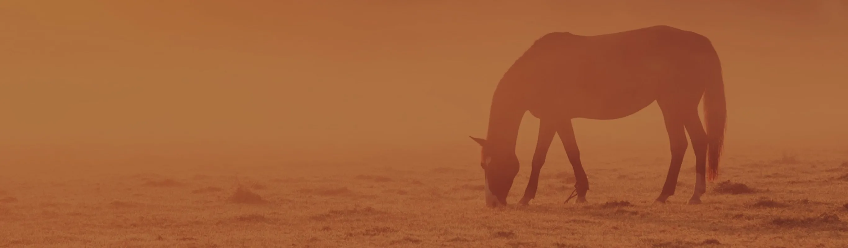 Horse eating grass Horse eating grass