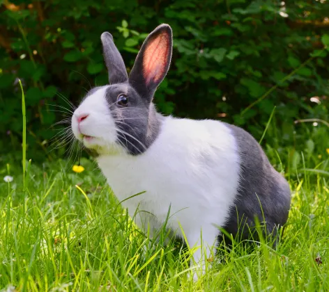 Rabbit sitting in the grass