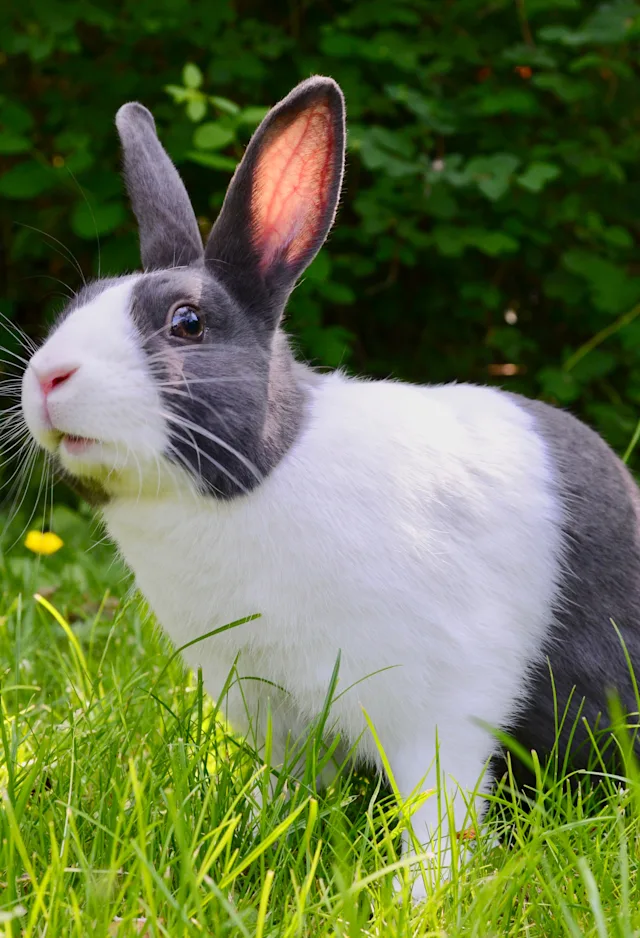 Rabbit sitting in the grass Rabbit sitting in the grass