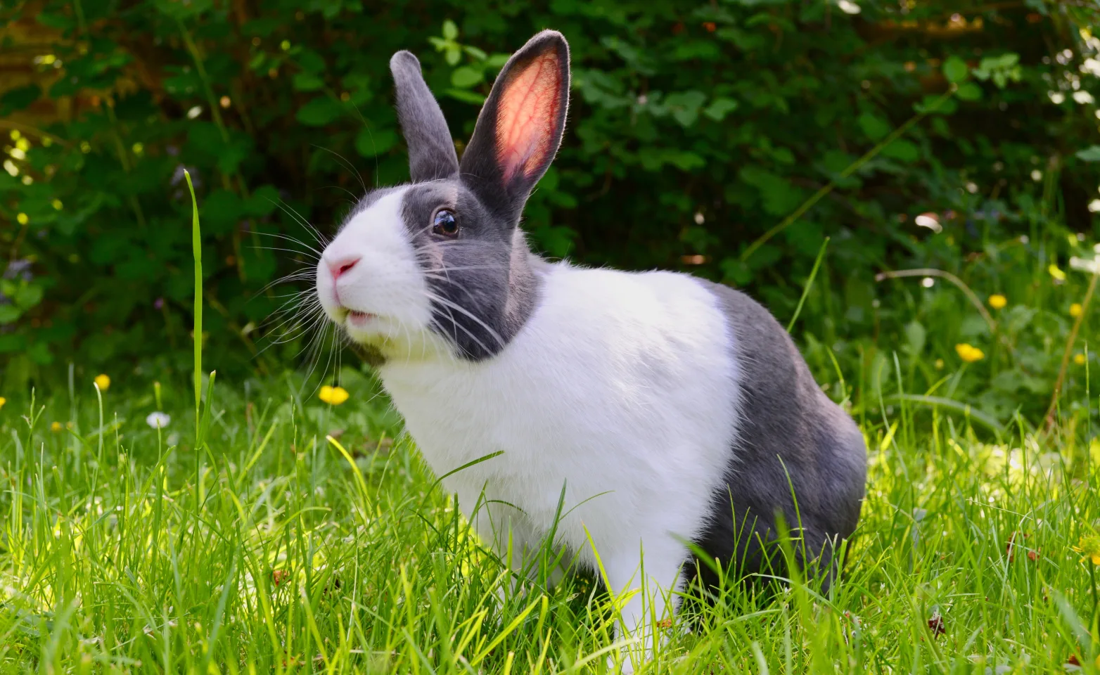 Rabbit sitting in the grass