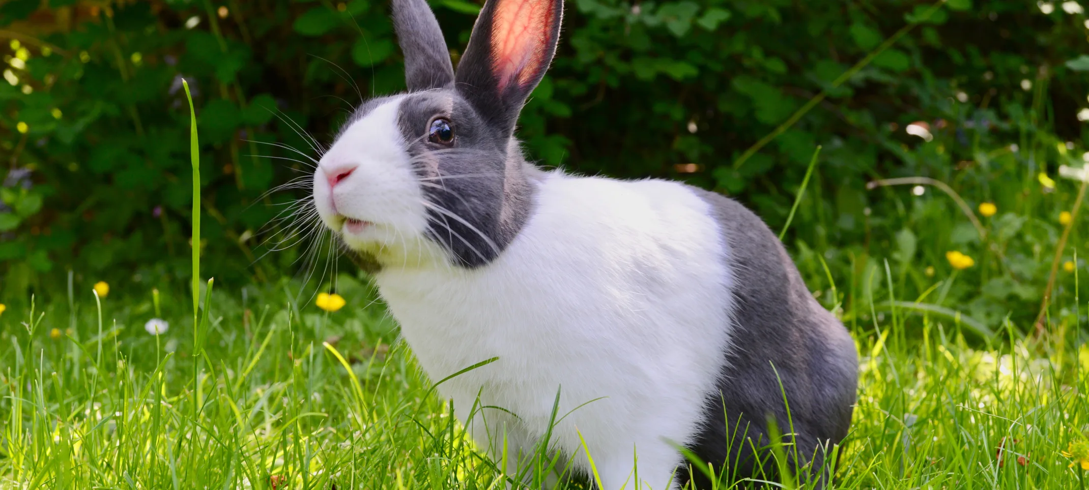 Rabbit sitting in the grass