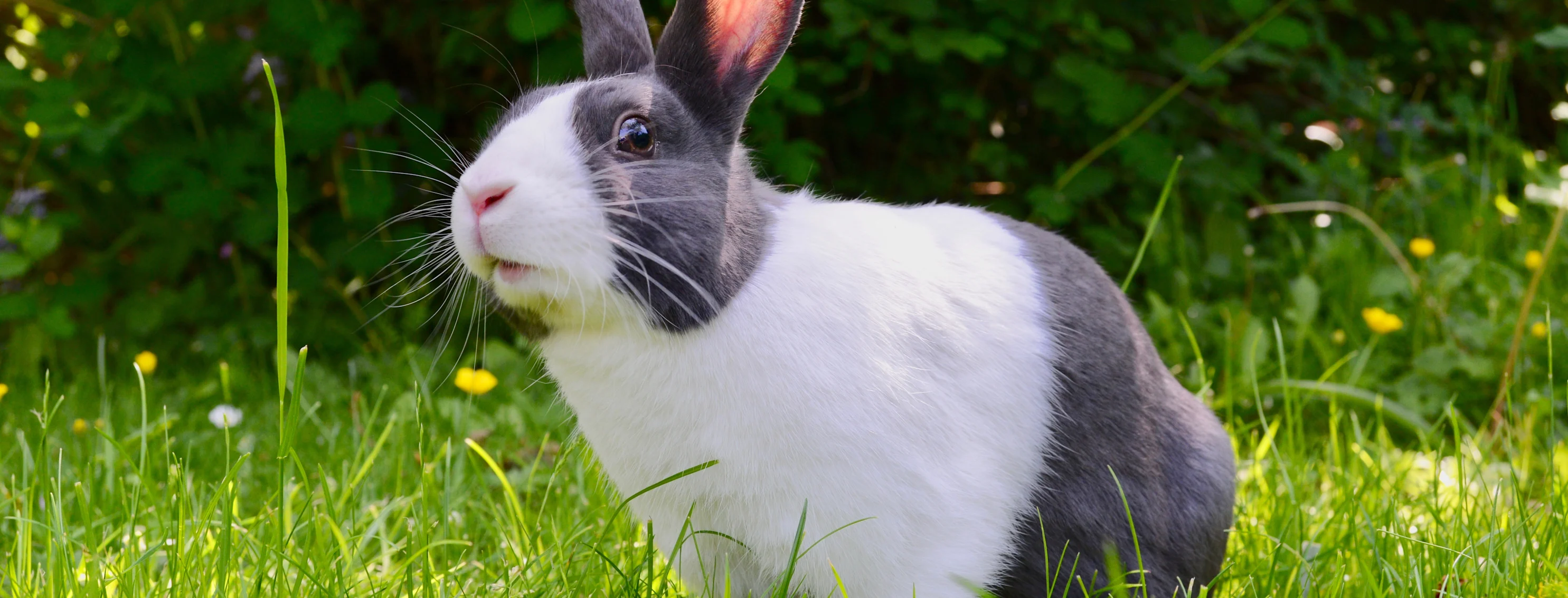 Rabbit sitting in the grass